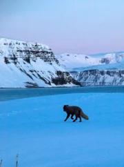 Auf der Halbinsel Hornstrandir im Nordwesten Islands stehen die Polarfüchse unter Schutz.