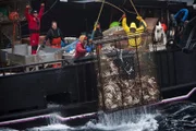The Time Bandit crew reacts after pulling in a big pot of King Crab on the Bering Sea during King Crab season on Deadliest Catch season six.