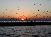Vogelkolonie im Donaudelta/ Rumänien.