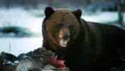 NDR Fernsehen EXPEDITIONEN INS TIERREICH (3) , "Wildes Skandinavien Finnland", am Mittwoch (14.11.12) um 20:15 Uhr. Keinen Spaß versteht der Braunbär, der gerade erst aus dem Winterschlaf erwacht ist. Um nichts an Raben oder Vielfraße zu verlieren, schläft er sogar beim Elchkadaver.