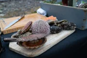 Bergen, Norway - Scallops, sea urchins and horse mussels.