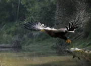 Seeadler.