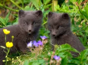 Polarfuchsjunge im isländischen Frühling. Die verspielten Fuchskinder werden in der Regel von beiden Eltern versorgt.