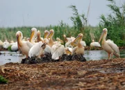 Pelikane im Donaudelta/ Rumänien.