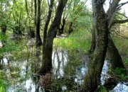 Naturpark "Kopacki Rit" in Kroatien.