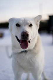 «Bure», einer der Huskys von Juho Ylipiessa.