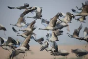 Jungfernkraniche machen sich im Herbst auf den Weg in den Süden – von den Steppengebieten Asiens nach Indien.