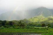 Taro-Feld im Angesicht der Ko'olau-Berge: Der Anbau der knollenartigen Nutzpflanze hat auf Hawai'i eine lange Tradition.