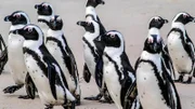 Eine Gruppe Brillenpinguine (Spheniscus demersus) an der Küste von Afrika.