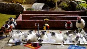ARD/WDR SHAUN, DAS SCHAF (4), am Samstag (05.05.12) um 07:10 Uhr im ERSTEN. Das hat geklappt! Mit einer filmreifen Imitation des Weißen Hais verängstigt Shaun den Bauern samt Bitzer so sehr, dass die beiden den Rest des Tages im Haus verbringen und die Schafe den Pool für sich haben.