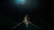 Spezialisten versuchen herauszufinden, was für ein Tier sich in den Tiefen des Sees verstecken könnte.