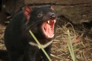 Tasmanische Teufel galten lange als nutzlose Störenfriede und wurden vielerorts rücksichtslos getötet.