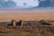 Busanda Plains, Zambia - Lions lying down in grass.