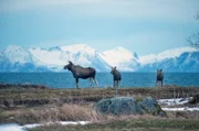 Elche streifen über die weiten Hochebenen der Vesterålen.