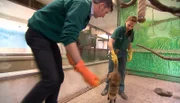 ARD/NDR LEOPARD, SEEBÄR & CO., "Spielparadies für die Orang-Utans", am Montag um 16:10 Uhr im ERSTEN. Azubi Vanessa Radtke und Dr. Flügger reiben die Nasenbären mit einem Anti-Pilzmittel ein.