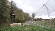 Gerissenes Schaf aus der Herde von Jens Kath in der Uckermark.