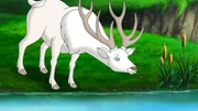 Der weiße Hirsch macht Rast und ahnt nicht, dass er beobachtet wird.