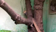 ARD/NDR LEOPARD, SEEBÄR & CO., "Spielparadies für die Orang-Utans", am Montag (05.03.12) um 16:10 Uhr im ERSTEN. Dieser Nasenbär ist von der Pilzkur nicht gerade angetan.