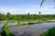 Die indonesische Insel Bali ist für ihre landschaftliche Vielfalt bekannt: Auch Reisfelder sind Teil des paradiesischen Erscheinungsbilds.