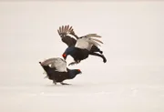 Balztanz zweier Birkhähne.
