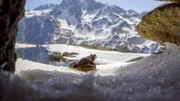 Nach dem Winterschlaf sind die Grasfrösche "auf dem Sprung" zur Paarung.