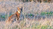 Luchs