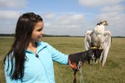 Der Falknerhandschuh ist ein Muss: Greifvögel haben sehr scharfe Krallen.