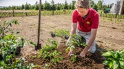 Tomaten und andere Gemüse können jetzt ins Freiland.