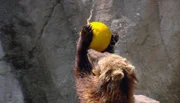 ARD/NDR LEOPARD, SEEBÄR & CO., FOLGE 86, "Ritt auf dem Kamel", am Donnerstag um 16:10 Uhr im ERSTEN. Die Kamtschatkabären toben mit einem Ball herum.
