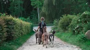 Die Ziegen ziehen um auf eine andere Weide wegen der Trockenheit.