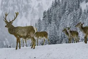 Winterfütterung in Gastein