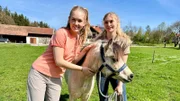 Denise und Nina (links) gehen mit der kleinen Georgie auf die Koppel zum Angrasen. Das ist im Frühling wichtig, damit sich der empfindliche Ponymagen an das frische Gras gewöhnen kann. (Denise Biedermann, Nina Ploghaus)