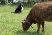 Hund Keks hilft Halina Highlander bei der Suche nach ihrem versteckten Lieblingsfutter.