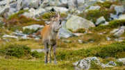 Im Spätsommer beginnt die Brunft der Rothirsche
