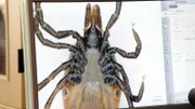 Zecken gehören zu den Spinnentieren und besitzen acht Beine. An den Füßen befinden sich winzige Häkchen, mit denen sie sich am Wirt festklammern.