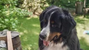 Hund Keks freut sich, in der Bauwagen-Schublade Melli Hausmaus und ihre Babys wiederzusehen.