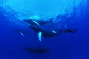 Buckelwale schwimmen unter Wasser neben einer Tauchergruppe mit einer Kamera. (National Geographic/James Loudon)