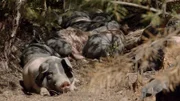 Entspannte Siesta im lockeren Waldboden.