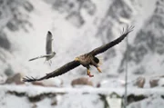 Seeadler auf den Vesterålen: Im Vestfjord finden sie reiche Beute.