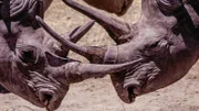 Spitzmaulnashörner in Kaokoveld, Namibia, Afrika