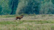 Der Platzhirsch röhrt bei der Hirschbrunft.