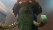 ARD/NDR LEOPARD, SEEBÄR & CO., FOLGE 84, "Kamel ohne Karies", am Freitag (02.03.12) um 16:10 Uhr im ERSTEN. Der Elefantenbulle Hussein.