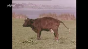 Kuh im Nördlinger Ries.