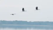 Die Kraniche fliegen bei der Kranichrast in den Süden.