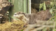 An otter