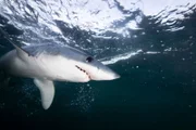 Mako Shark.