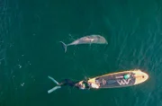 Delle, der Delfin, kommt regelmäßig in den Hafen von Svendborg – meistens begleitet von Jesper Stig Andersen auf seinem Stand-up-Paddle-Board. Die beiden tauchen, schwimmen und reden zusammen.