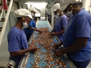 Four women sorting macadamia nuts.
