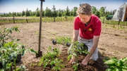 Tomaten und anderes Gemüse können jetzt ins Freiland.