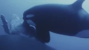 Als sich der Raubzug dem Ende zuneigt, beginnen die Orcas, das Buckelwal-Kalb zu fressen - alles aufgezeichnet durch den Kamera-Tag, der am Orca befestigt ist. (National Geographic)
